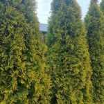 Zašto četinari žute iznutra: sezonska panika koja nije vrijedna živaca zasto-cetinari-zute-iznutra-sezonska-panika-koja-nije-vrijedna-zivaca.jpg